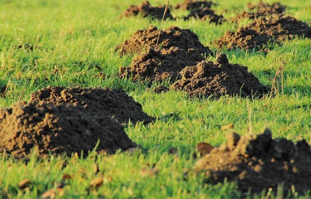 Ile kretów może żyć na działce? Poznaj czynniki wpływające